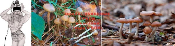 ГАЛЛЮЦИНОГЕННЫЕ ГРИБЫ Алексеевка