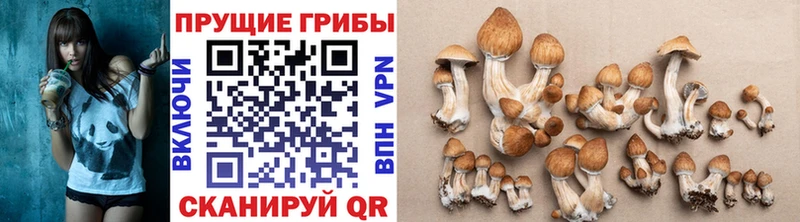 Псилоцибиновые грибы прущие грибы  Купить закладки  Зубцов 